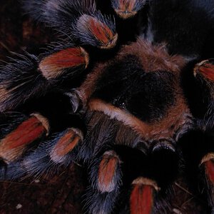 0.1 Brachypelma Hamorii [2/2]