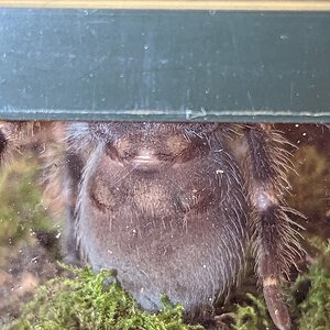 Brachypelma Hamorii Juvenile/Sub-adult from local (Danish) pet store