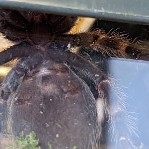 Brachypelma Hamorii Juvenile/Sub-adult from local (Danish) pet store