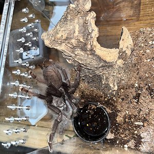 L. nigerrimum 6” female