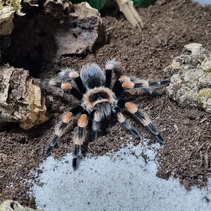 Brachypelma hamorii juvenile female