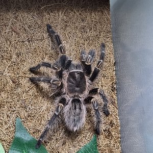 Grammostola pulchripes subadult female