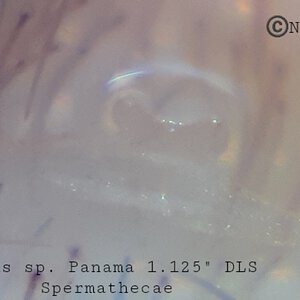 0.1 Davus sp. Panama Spermathecae