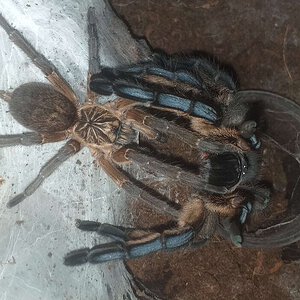 H.pulchripes 1.1