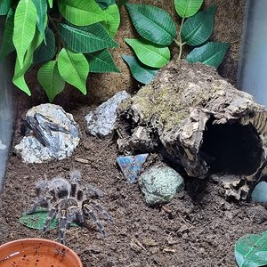 Grammostola pulchripes enclosure