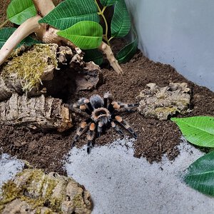 Brachypelma hamorii enclosure