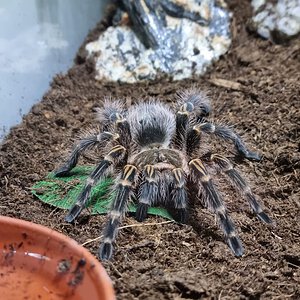 Grammostola pulchripes subadult female