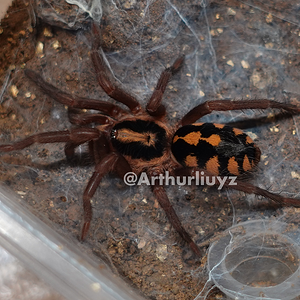 0.0.1 Hapalopus sp. "Colombia Large"