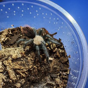 B. albiceps sling molted yesterday