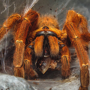 Pterinochilus murinus "RCF" / OBT, adult female feasting