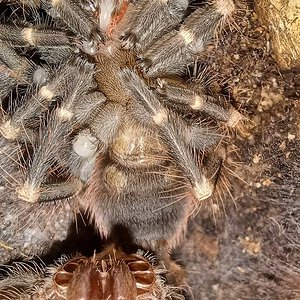 Nhandu chromatus 3 - 3,5cm