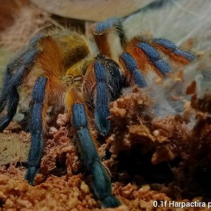 0.1 Harpactira pulchripes