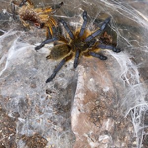 Harpactira pulchripes