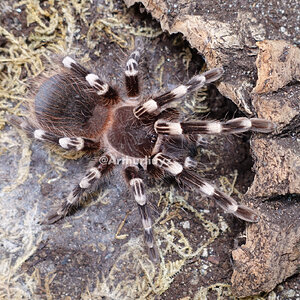 0.1 Acanthoscurria geniculata