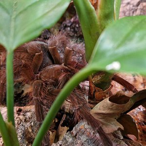 0.1 Theraphosa blondi