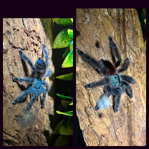 One Molt Difference C.Versi