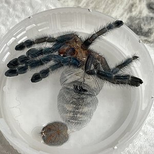 Caribena Versicolor