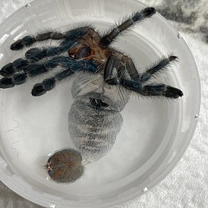 Caribena Versicolor