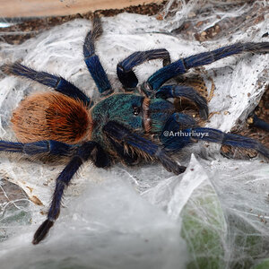 0.1 Chromatopelma cyaneopubescens