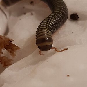 A bumblebee millipede