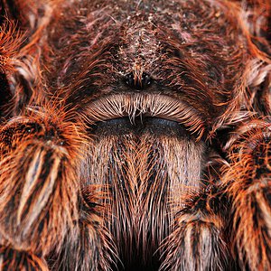 Grammostola rosea.