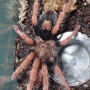 0.0.1 Cyriocosmus giganteus