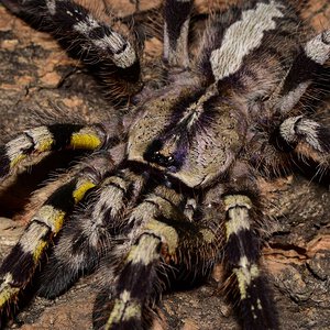 P. regalis