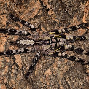 P. regalis