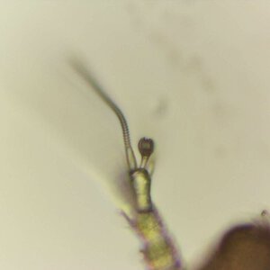 Deltopauropus n.sp. 2