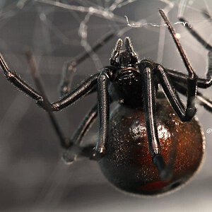 Latrodectus mirabilis.