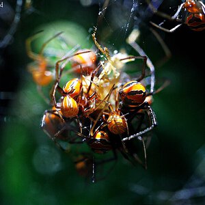 Latrodectus curacaviensis.