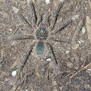 0.1 Theraphosa Stirmi