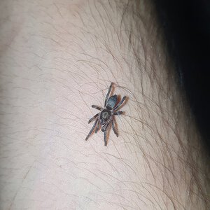 Chaetopelma concolor adult female