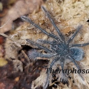 Theraphosa blondi L1