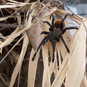 0.1 Chromatopelma cyaneopubescens