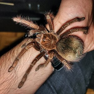 T apophysis juvenile female