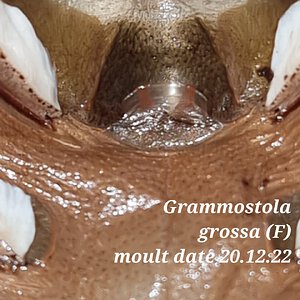 Grammostola grossa (F)