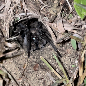 Wolf spider?