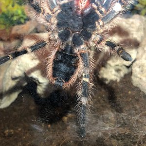 3.5" Grammostola Pulchripes (Ventral Sexing)