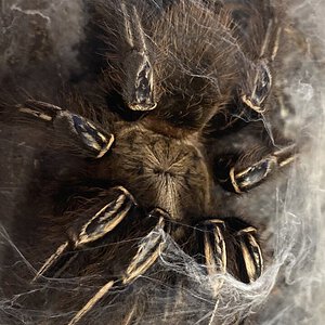 E. Murinus.jpg