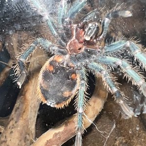 Male or female gbb