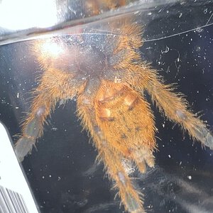 Male or female Obt