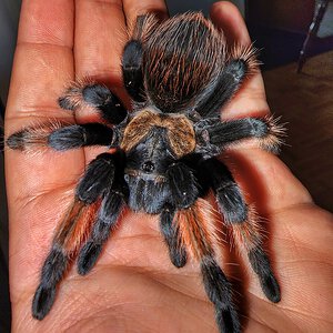 Brachypelma emilia