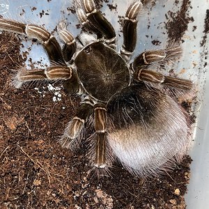 Paired Pamphobeteus platyomma. Hope for the best. Going to rehouse her soon