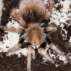 Paired Pamphobeteus sp. mascara. Will rehouse her soon