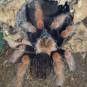 Brachypelma boehmei female