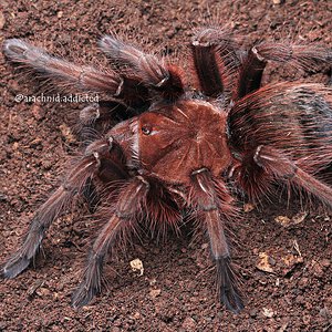 Theraphosa apophysis.