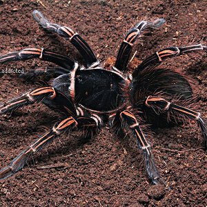 Acanthoscurria simoensi.