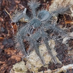 Theraphosa blondi