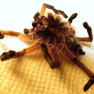 Post-mortem Harpactira pulchripes (♀ 3″) [3/5]